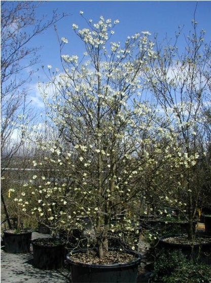  Veelbloemige Kornoelje (Cornus Florida 'Cloud Nine')