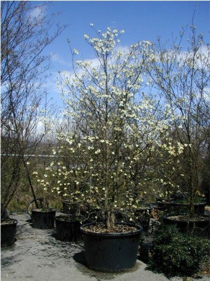  Veelbloemige Kornoelje (Cornus Florida 'Cloud Nine')