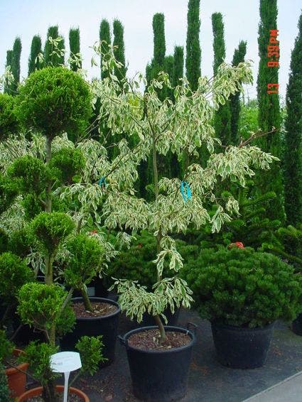  Reuzenkornoelje (Cornus Controversa 'Variegata')