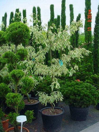  Reuzenkornoelje (Cornus Controversa 'Variegata')