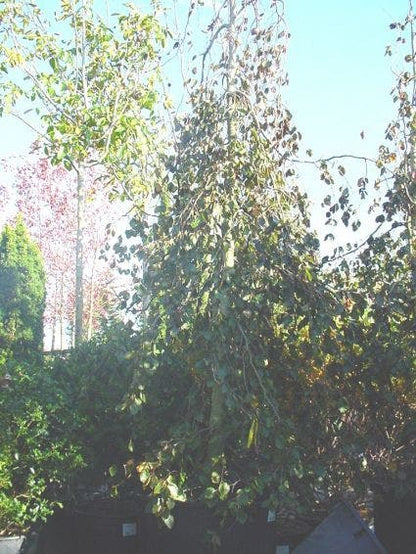 Rode Treurbeuk (Fagus Sylvatica 'Purple Fountain')