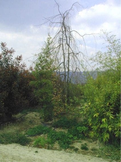  Treurbeuk (Fagus Sylvatica 'Pendula')