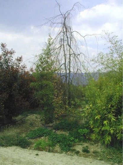  Treurbeuk (Fagus Sylvatica 'Pendula')