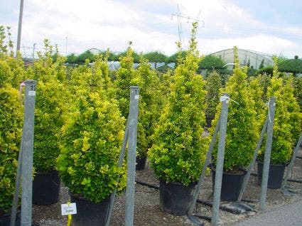  Kardinaalshoed (Euonymus Japonicus 'Aureus')