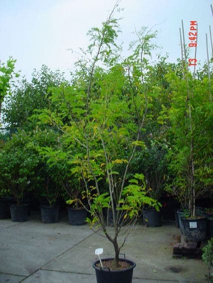  Geelbladige Christusdoorn (Gleditsia Triacanthos 'Sunburst')