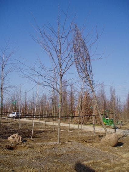  Valse Christusdoorn (Gleditsia 'Skyline')
