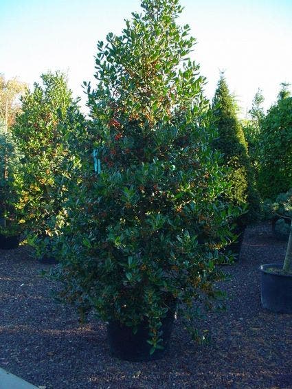  Hulst (Ilex Aquifolium J.C. Van Tol)