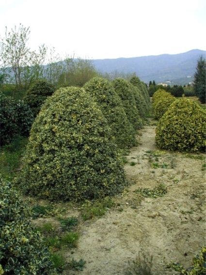  Hulst (Ilex Aquifolium 'Argentea Marginata')