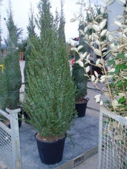  Jeneverbes (Juniperus Communis 'Hibernica')