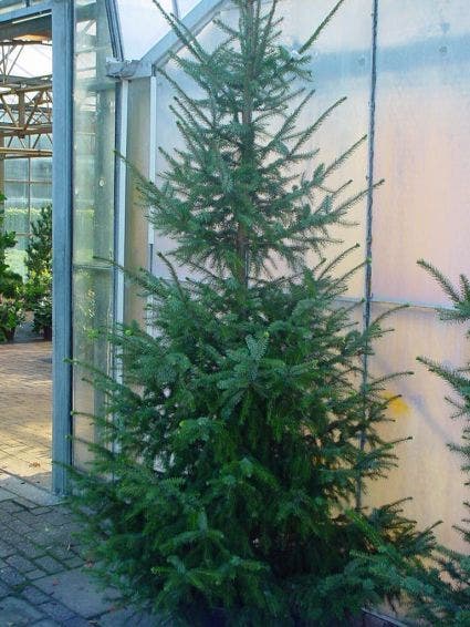  Servische Spar / Omorikaden (Picea Omorika)