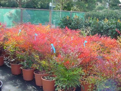  Hemelse Bamboe (Nandina Domestica 'Fire Power')