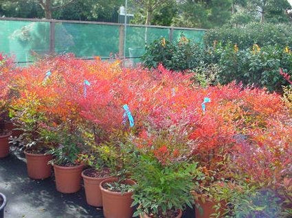  Hemelse Bamboe (Nandina Domestica 'Fire Power')