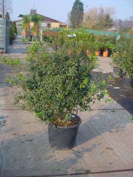  Schijnhulst (Osmanthus Burkwoodii)