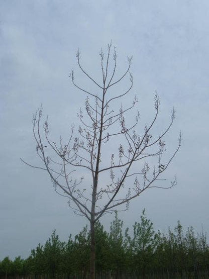  Anna Paulownaboom (Paulownia Tomentosa)