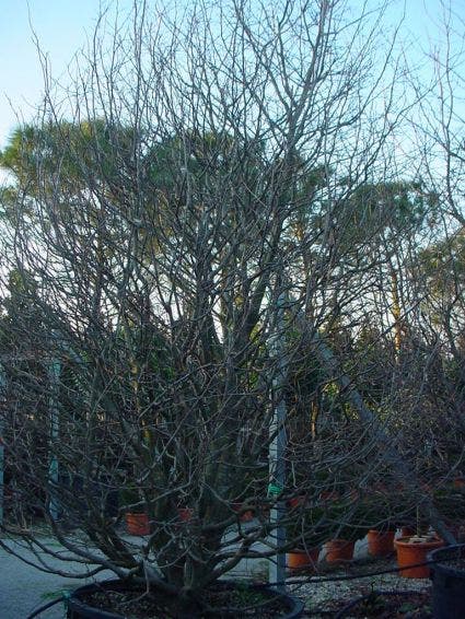  Perzisch IJzerhout Als Struik (Parrotia Persica)
