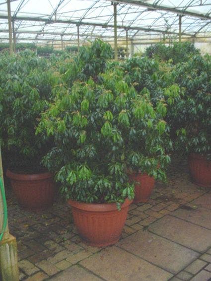  Rotsheide (Pieris Japonica)