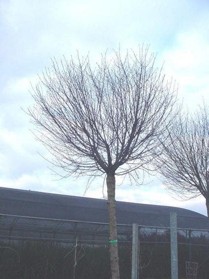  Bolprunus (Prunus Eminens 'Umbraculifera')