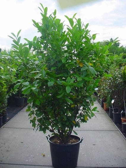  Laurier (Prunus Laurocerasus 'Rotundifolia')