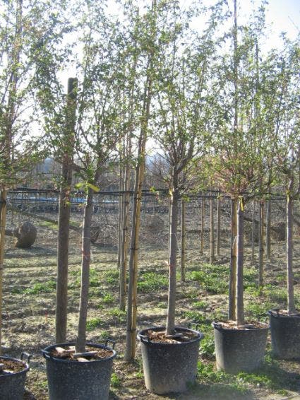  Japanse Sierkers (Prunus Sargentii)