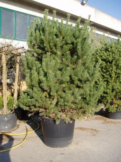  Grove Den, Solitair (Pinus Sylvestris)