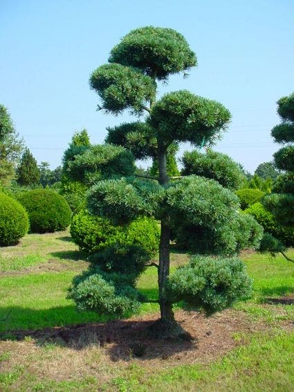  Blauwe Japanse Den (Pinus Parviflora 'Glauca') 