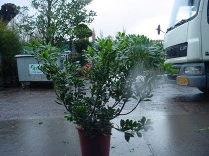  Australische Laurier (Pittosporum Tobira 'Variegatum')