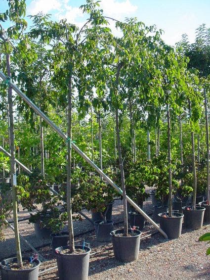  Japanse Treursierkers (Prunus Serrulata 'Kiku-shidare')