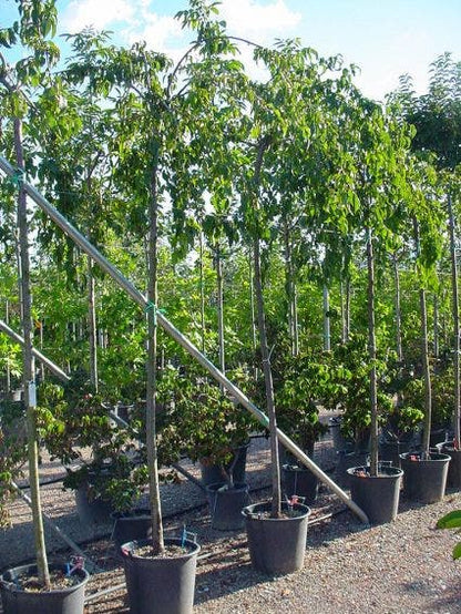  Japanse Treursierkers (Prunus Serrulata 'Kiku-shidare')