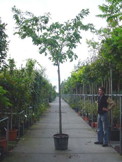  Japanse Sierkers (Prunus Serrulata 'Shirofugen')