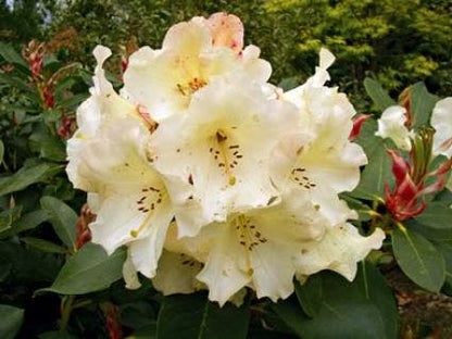  Rhododendron (Rhododendron 'Horizon Monarch')