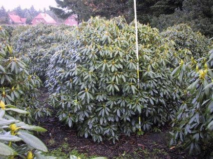  Rhododendron (Rhododendron Catawbiense 'Boursault')
