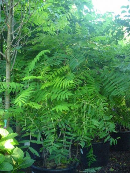  Fluweelboom, Struik (Rhus Typhina)