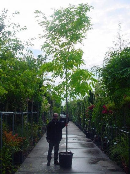  Gele Acacia (Robinia Pseudoacacia 'Frisia')