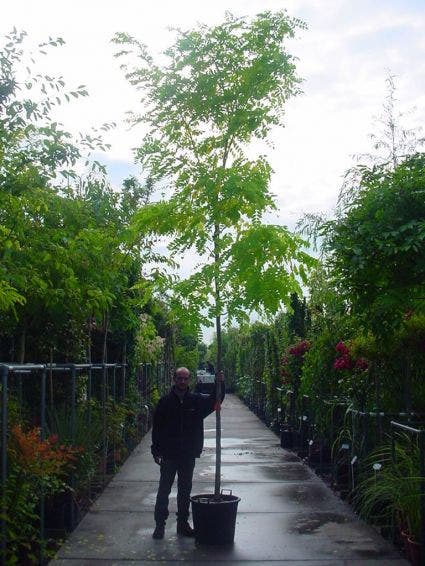  Gele Acacia (Robinia Pseudoacacia 'Frisia')
