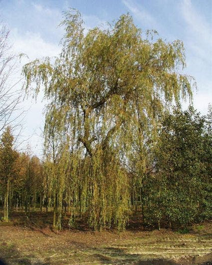  Treurwilg (Salix Sepulcralis 'Chrysocoma')