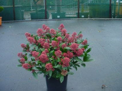  Skimmia (Skimmia Japonica 'Rubella')