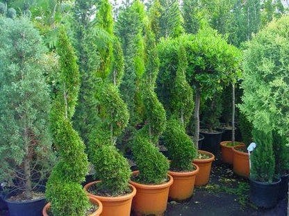  Conifeer Als Spiraal (Thuja Occidentalis 'Smaragd')
