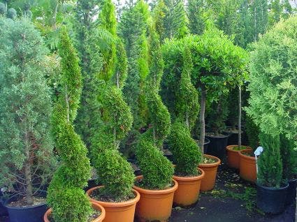  Conifeer Als Spiraal (Thuja Occidentalis 'Smaragd')