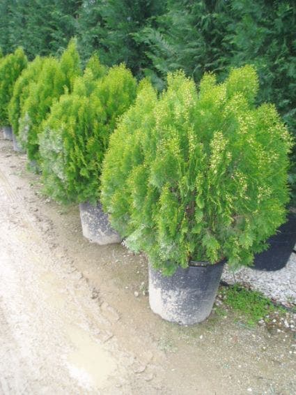  Levensboom (Thuja Orientalis 'Aurea Nana')
