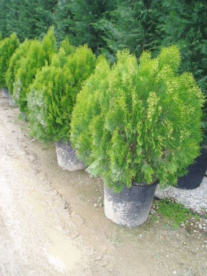  Levensboom (Thuja Orientalis 'Aurea Nana')