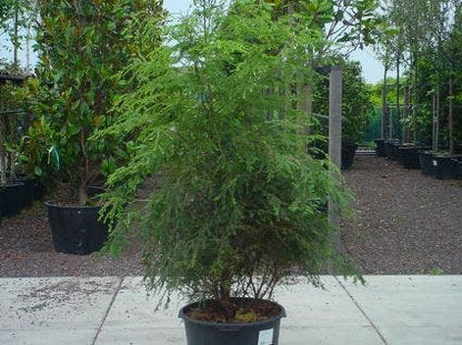  Hemlockspar (Tsuga Canadensis)