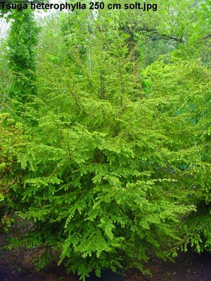  Westelijke Hemlockspar (Tsuga Heterophylla)
