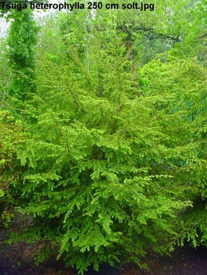 Westelijke Hemlockspar (Tsuga Heterophylla)