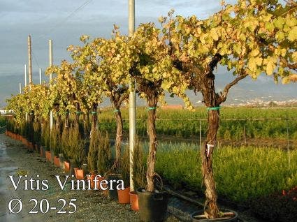  Druif, Op Stam (Vitis Vinifera)