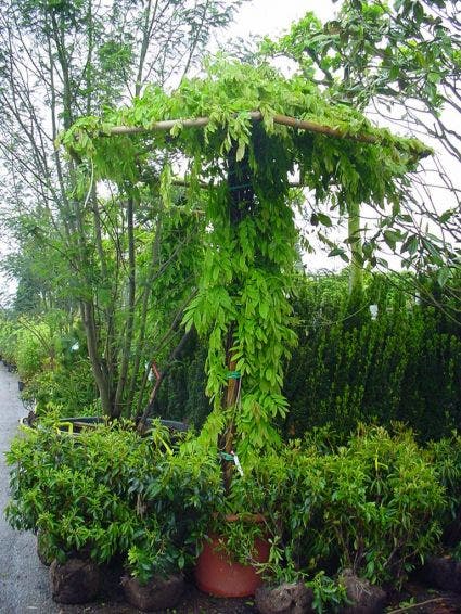  Blauwe Regen (Wisteria Sinensis)
