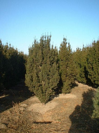  Taxus (Taxus Media 'Hicksii')
