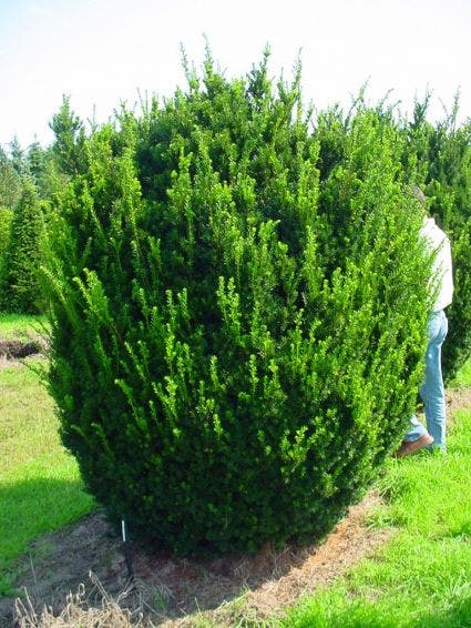  Taxus (Taxus Media 'Hicksii')