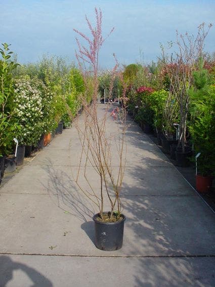  Tamarisk (Tamarix Gallica)