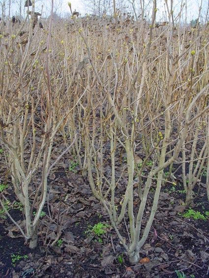  Sering (Syringa Vulgaris)