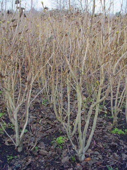  Sering (Syringa Vulgaris)